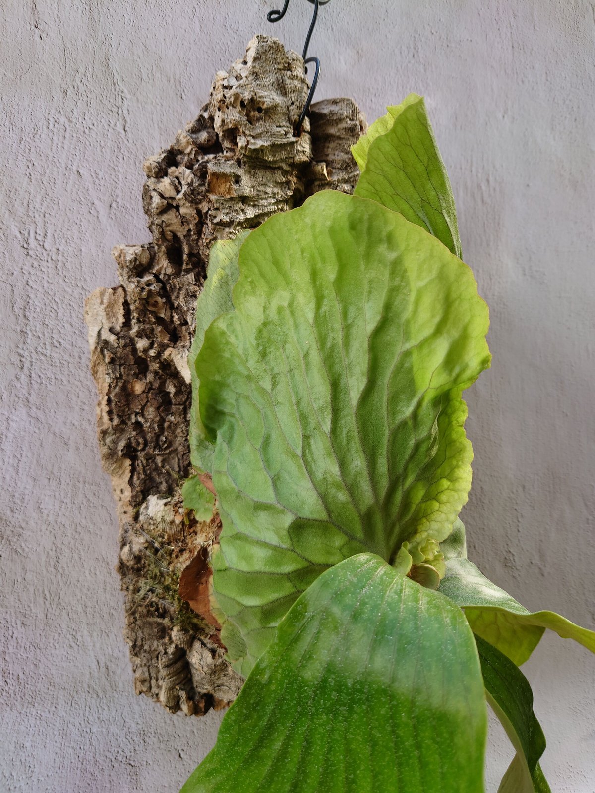 ビカクシダ エラワン　親株 ビカクシダ エラワン Platycerium erawan 子株つき コウモリラン