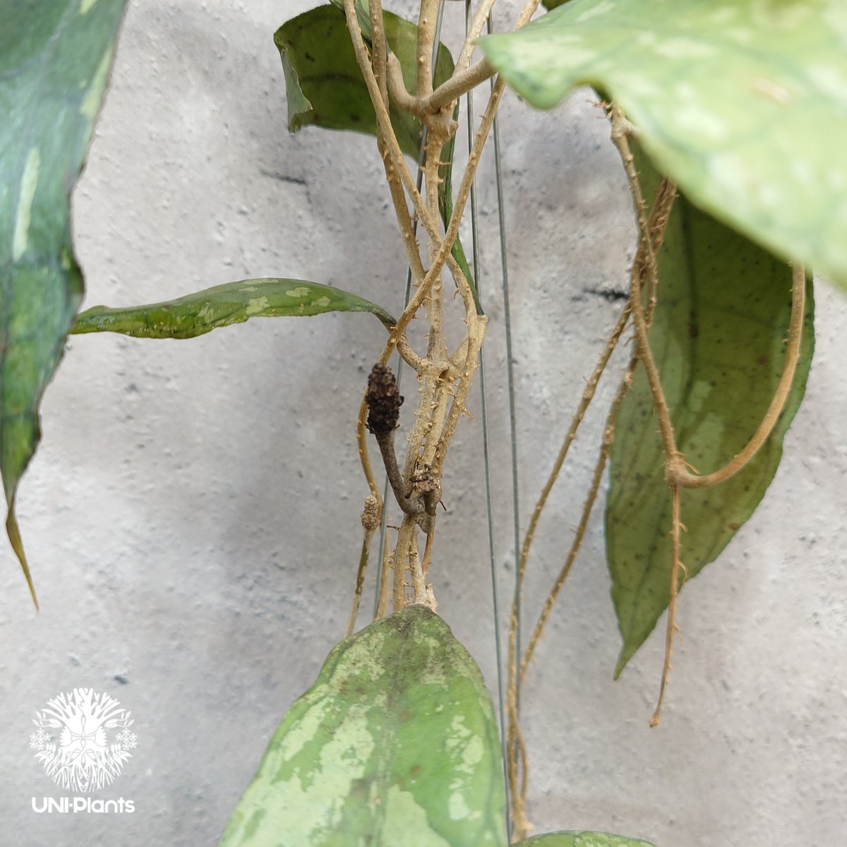 Hoya finlaysonii black leaves splash 希少 ホヤ フィレン