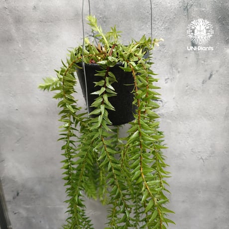 Huperzia spp. フペルジア  Phlegmariurus (フレグマリウルス)観葉植物 珍奇植物 植物 着生植物 インテリア植物 珍しい シダ植物