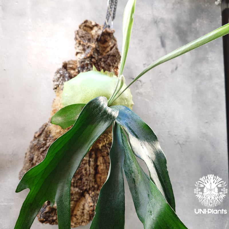 Platycerium Rydeen ビカクシダ ライディーン ビカクシダ コウモリラン