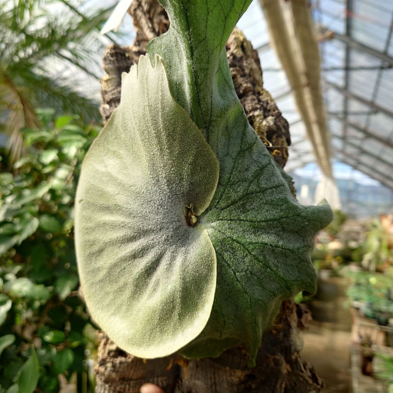 ビカクシダ グランデ Platycerium grande 5号 | PLANTS SHOP OLIVE