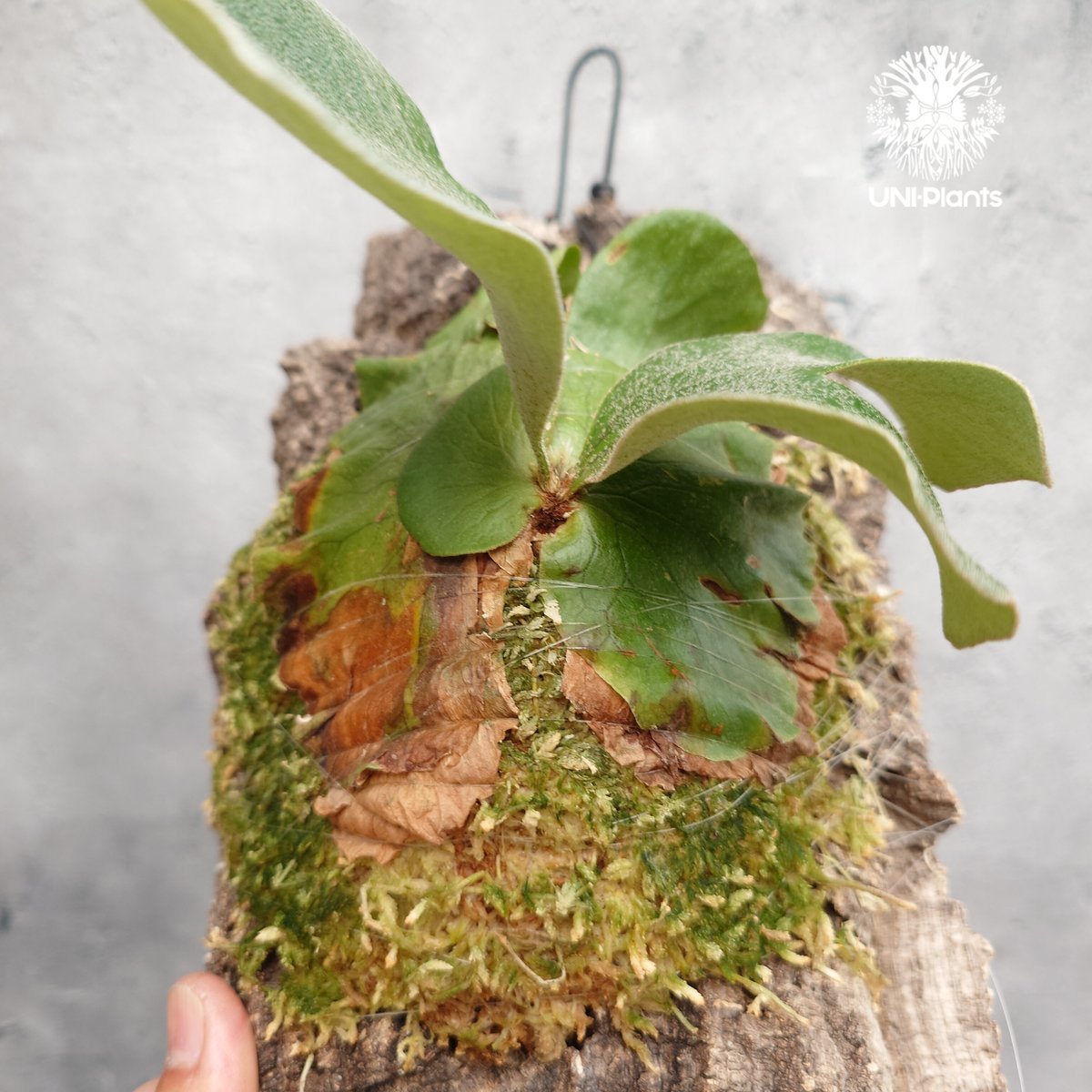 ビカクシダ エレファントティス Platycerium elephantotis ビカクシダ原
