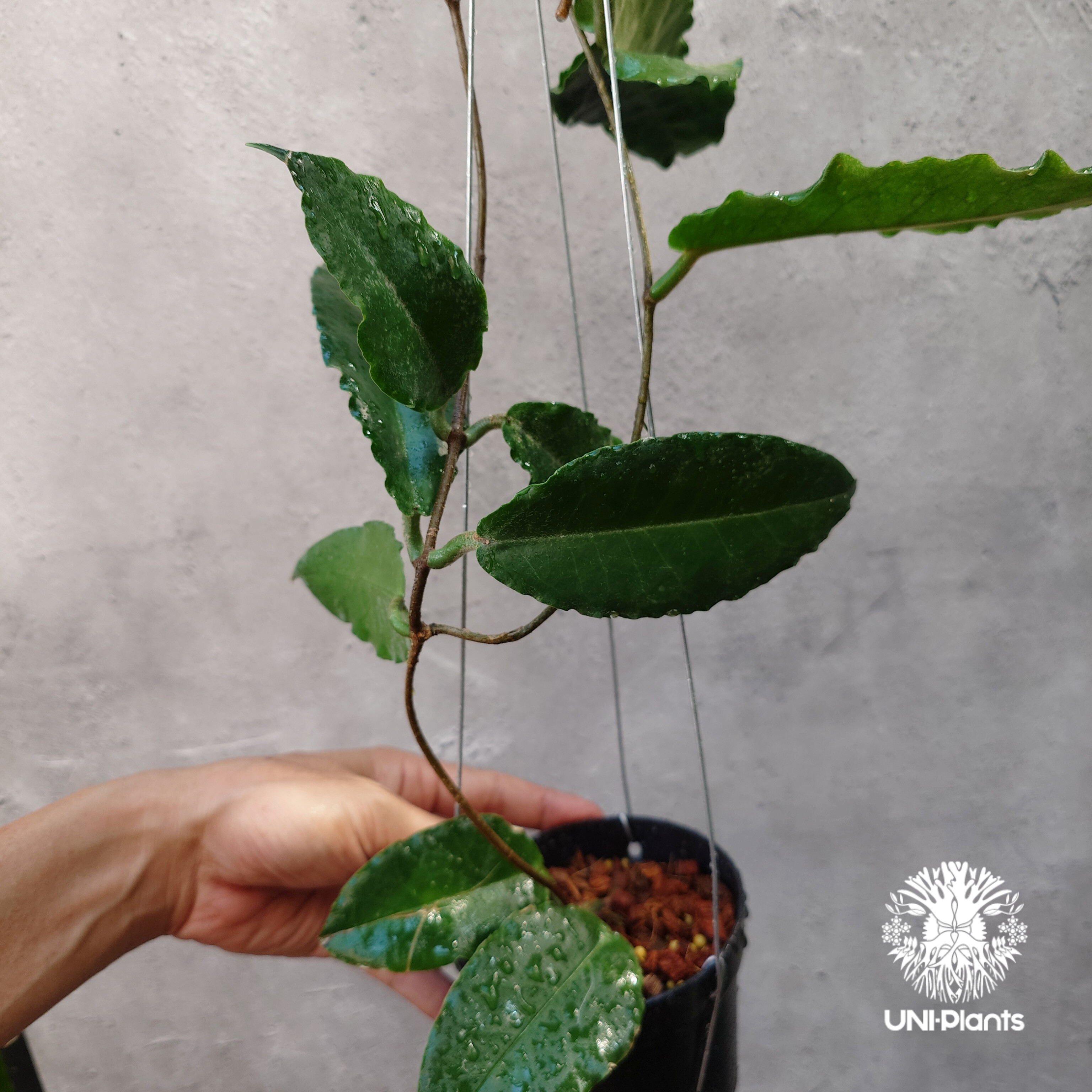 Hoya versteegii ホヤ植物 ホヤの花 希少な植物 Hoyaplants Hoya