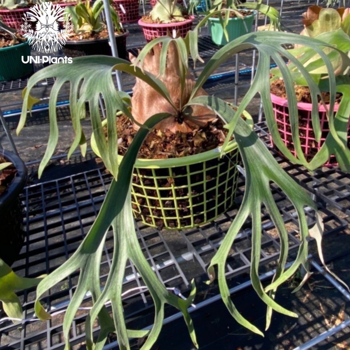 Platycerium Jib Jib (pup)(P. willinckii x P. bi