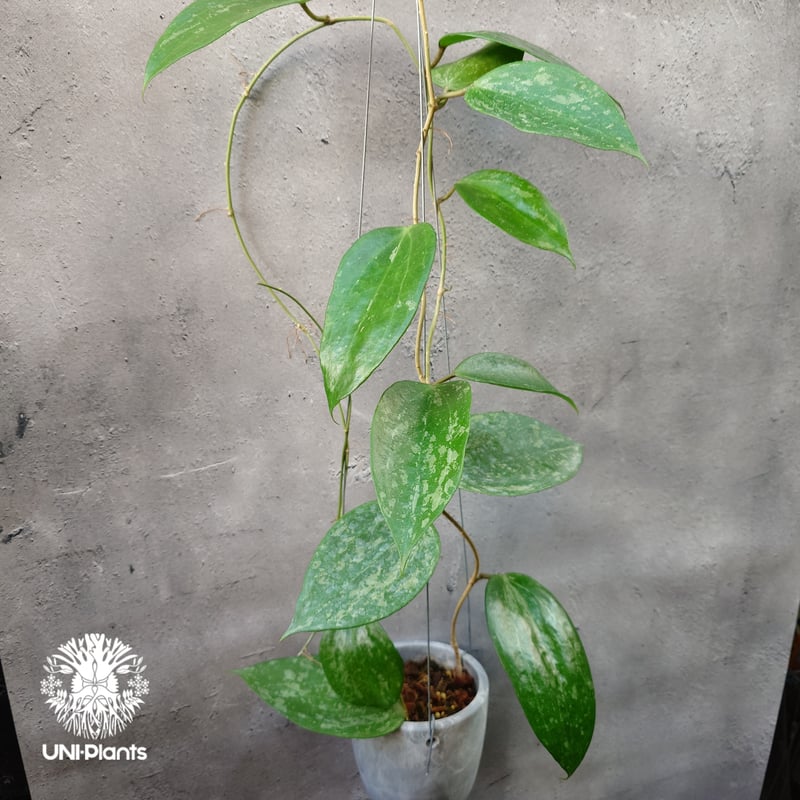 Hoya latifolia Snow Queen（M） ホヤ ラティフォリア スノー クイー