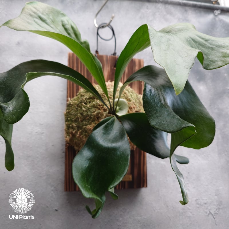 Platycerium hillii 'TT1' ビカクシダ ヒリー Platycerium