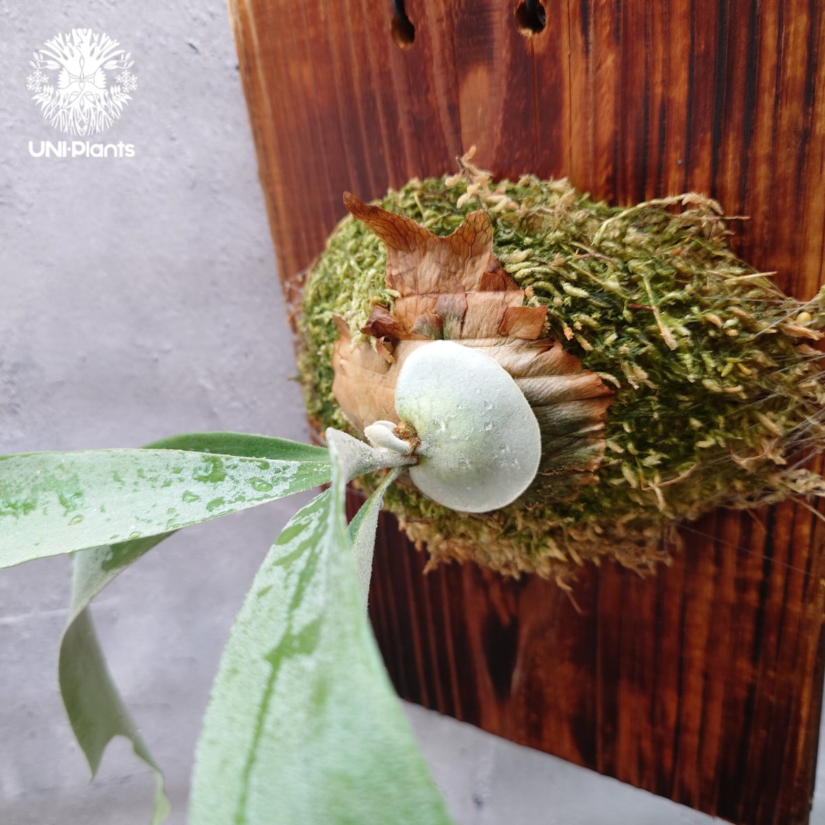 Patycerium veitchii wild（pup）ビカクシダ ベイチー ワイルド