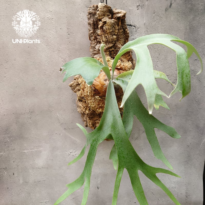 ビカクシダ ウィリンキーcv.バリ Platycerium willinckii cv.Bal ビカクシダ ウィリンキーcv.バリ Platycerium willinckii cv.Bal