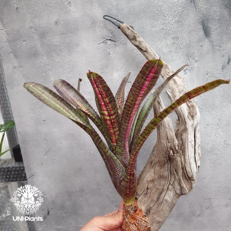 Neoregelia Hot Ember ネオレゲリア ホットエンバー Neoregelia ネオレゲリア着生アレンジ ブロメリア Bromeliad ブロメリア科ネオレゲリア属