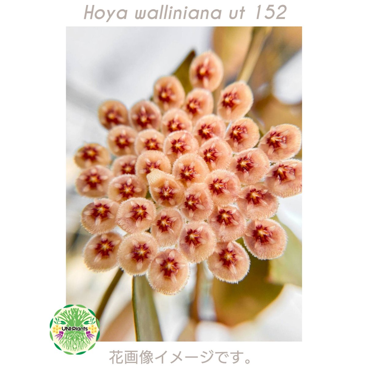 初入荷 Hoya walliniana ut152 ホヤ ワリニアーナ ホヤ植物 植物 珍奇