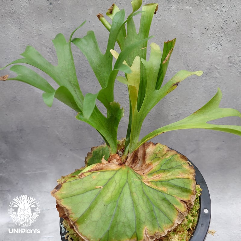 Platycerium kitshakood 