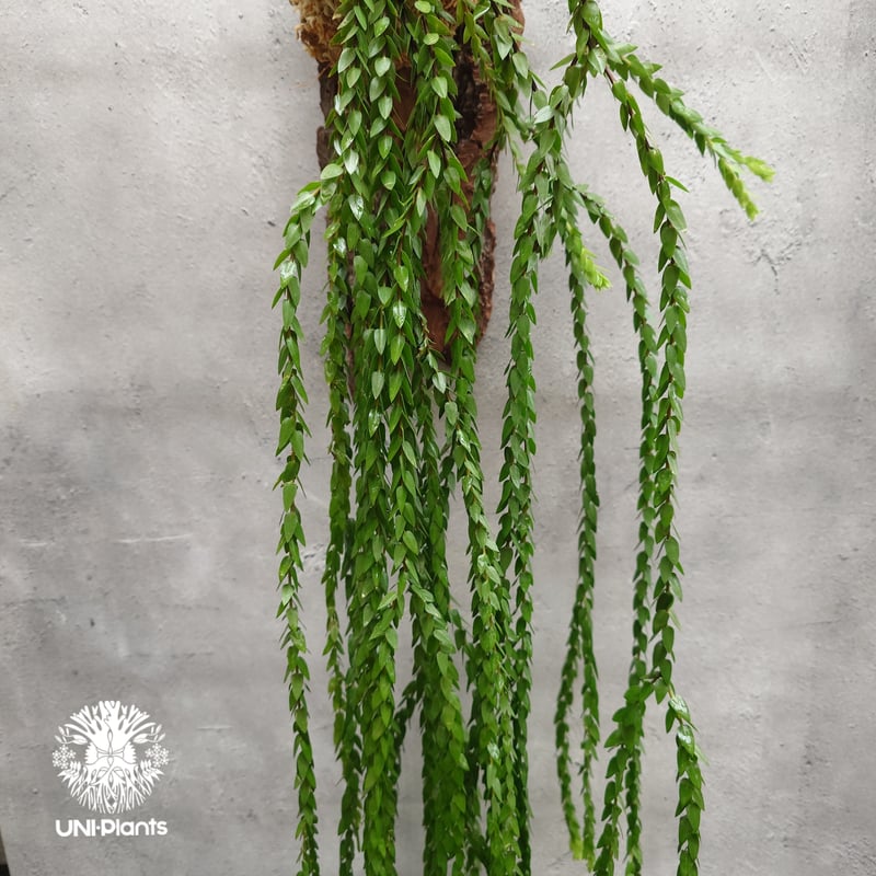 Huperzia spp. フペルジア Phlegmariurus (フレグマリウルス) 観