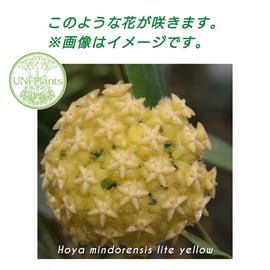 レアなホヤ植物 入荷しております! | UNI-Plants ビカクシダ、ホヤ植物