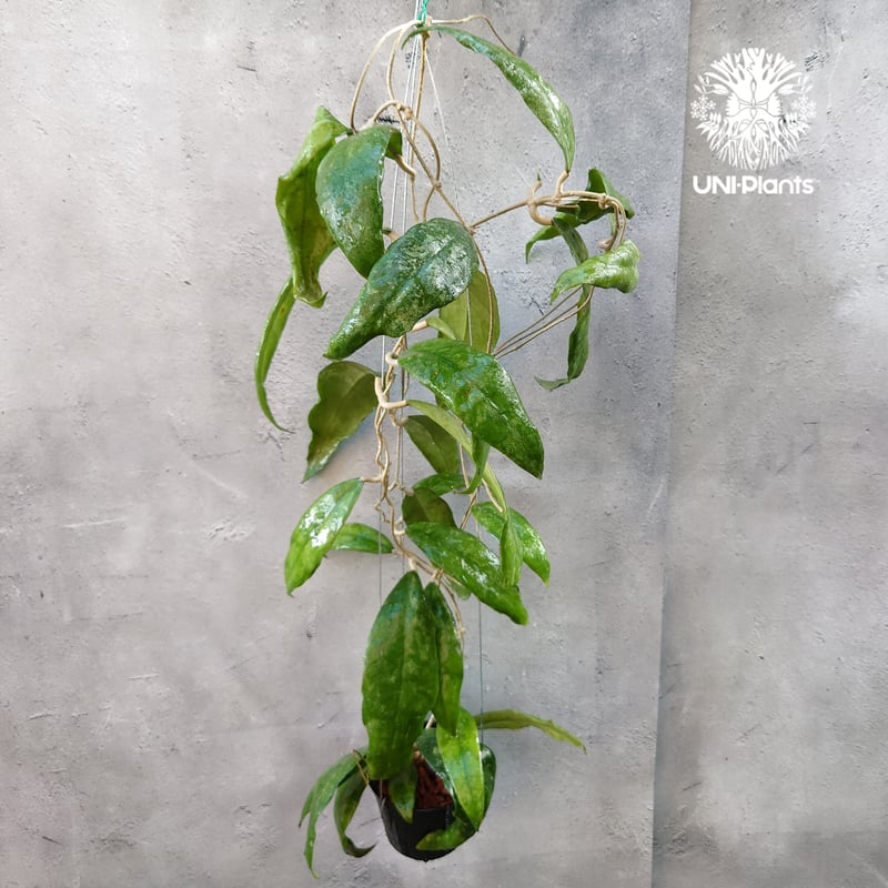 Hoya Finlaysonii splash （cv.trang）ホヤ フィレンソニー スプ