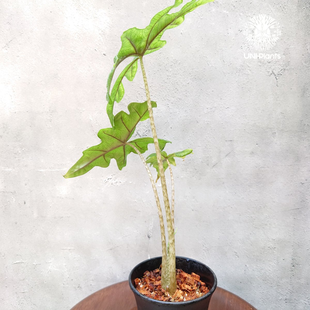 Alocasia jacklyn アロカシア ジャクリン アロカシアジャックリ Alocasia jacklyn アロカシア ジャクリン アロカシアジャックリ