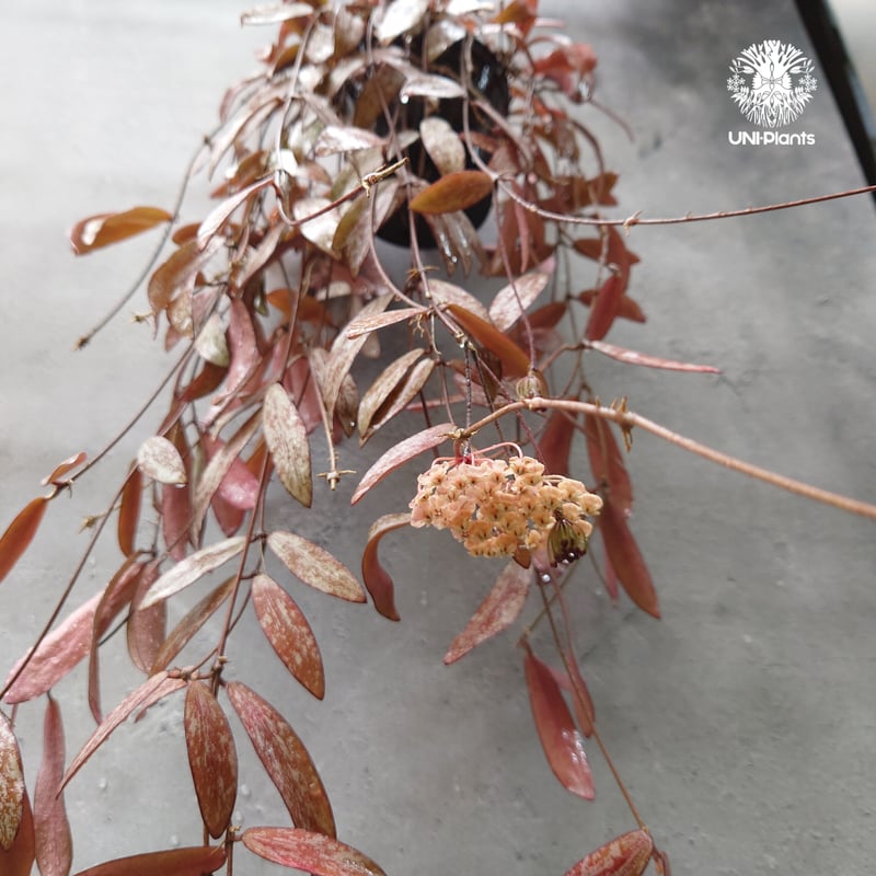 開花中、花座付き。Hoya sigillantis ホヤ シギラティス ホヤ 植物