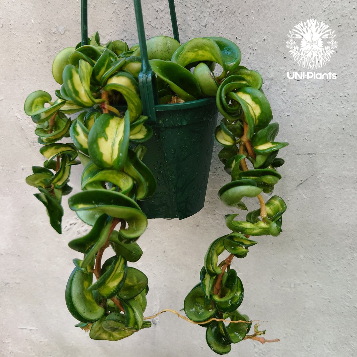 805 斑入り　ホヤ　カルノーサCV.\