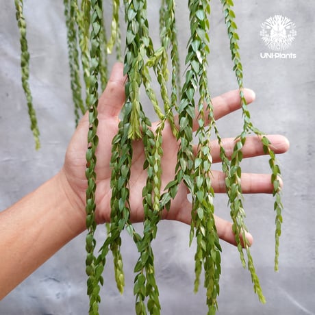 Huperzia spp. フペルジア  Phlegmariurus (フレグマリウルス) 観葉植物 珍奇植物 植物 着生植物 インテリア植物 珍しい シダ植物