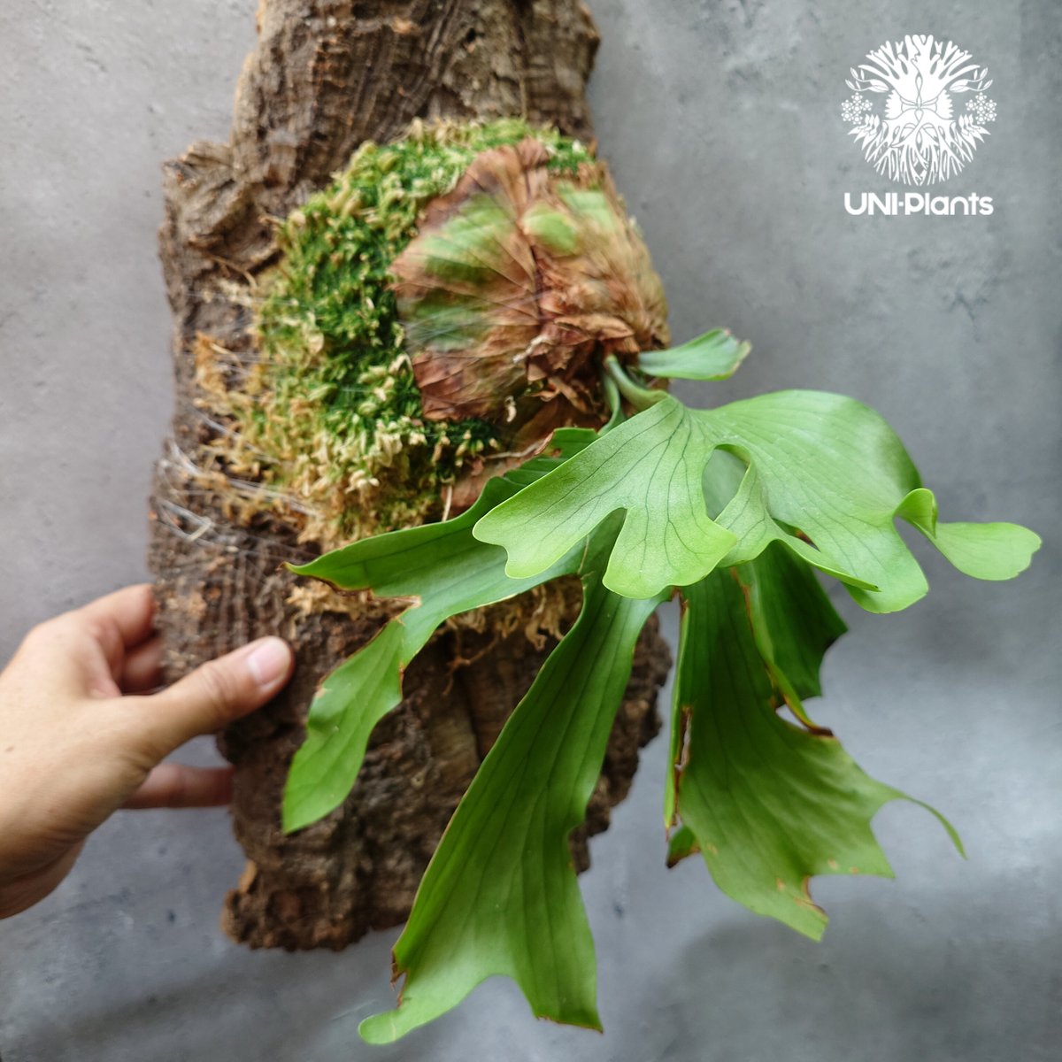 Platycerium coronarium 