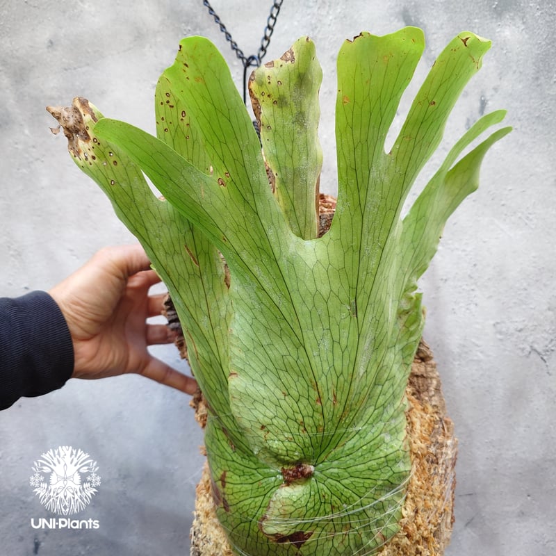 Platycerium wandae wild ビカクシダ ワンダエ ワイルド株 ビカクシダ