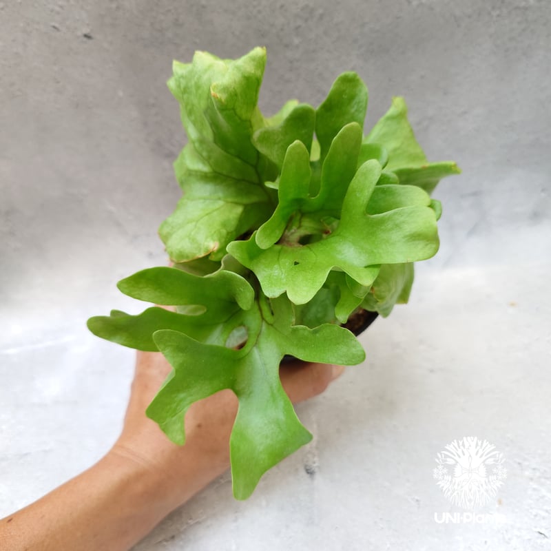 ビカクシダ リドレイ ドワーフ Platycerium ridleyi Dwarf
