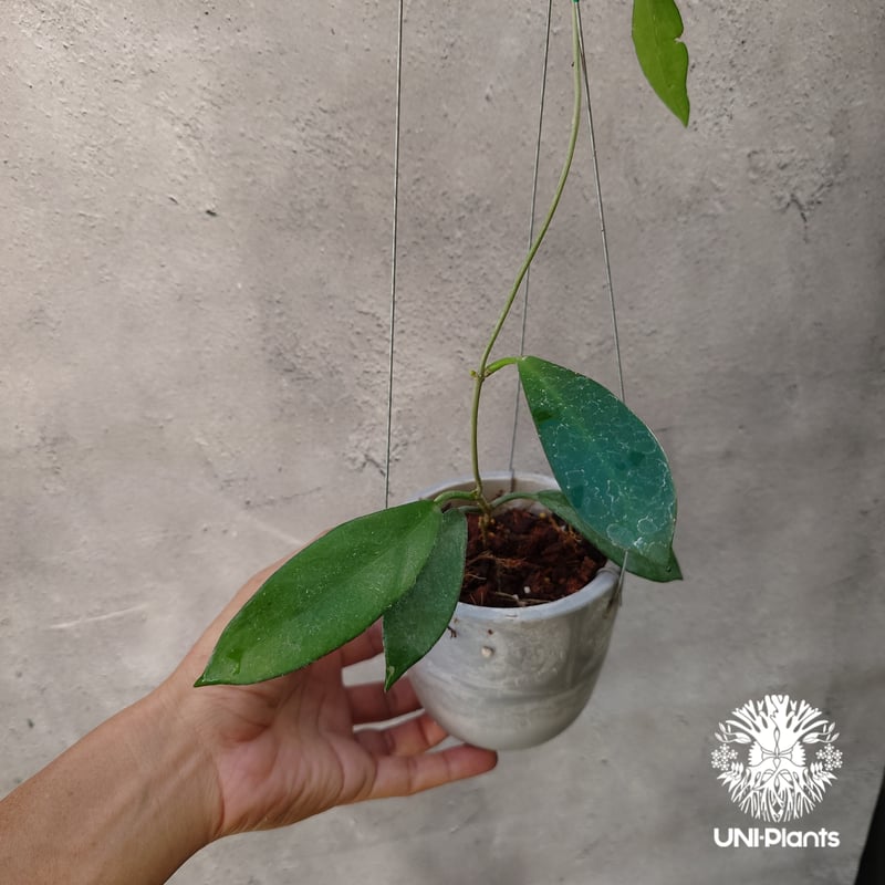 希少! Hoya pubicalyx 'black dragon ホヤ植物 ホヤの花 ホヤプ