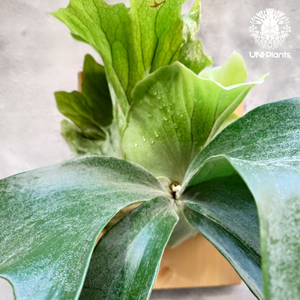 ビカクシダ ヒリー パナマ Platycerium hillii Panama ビカクシダヒリ