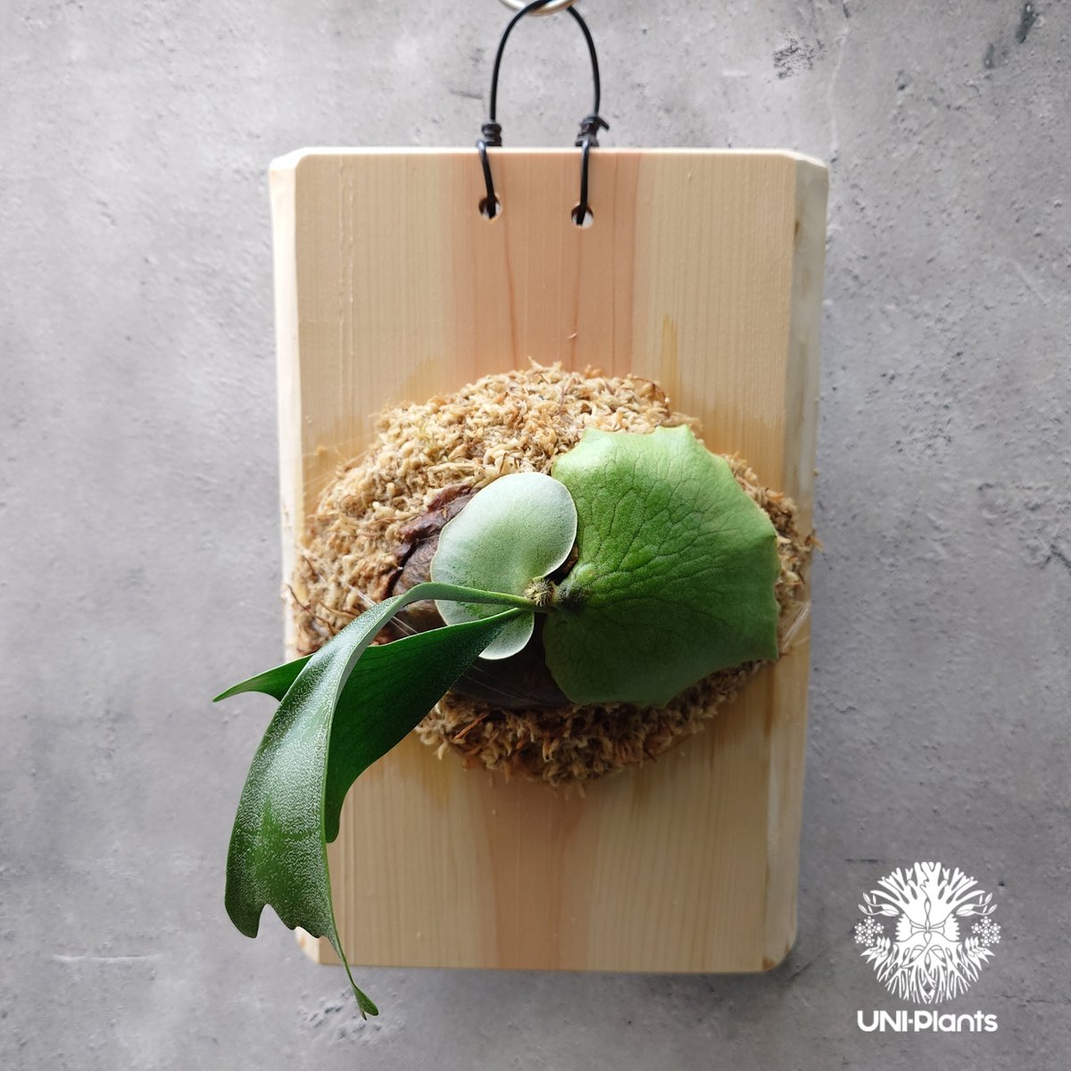 ビカクシダ アルシコルネ アフリカ×アルシコルネ マダガスカル hybrid