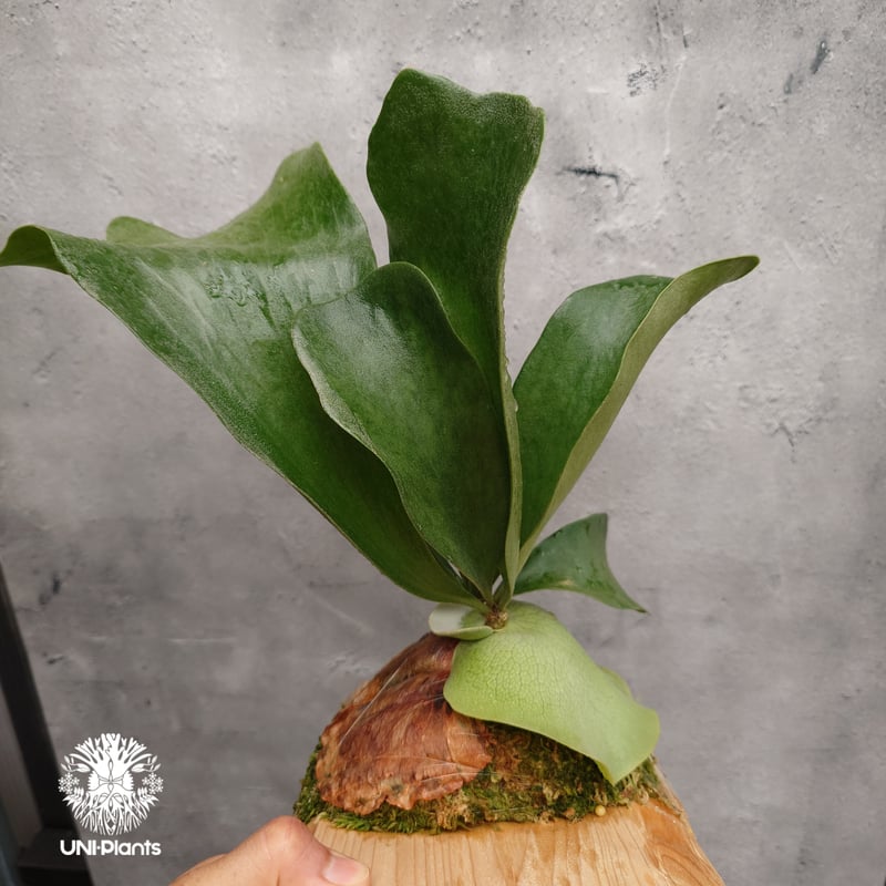 Platycerium Balaen ビカクシダ バレーン Platycerium hilli