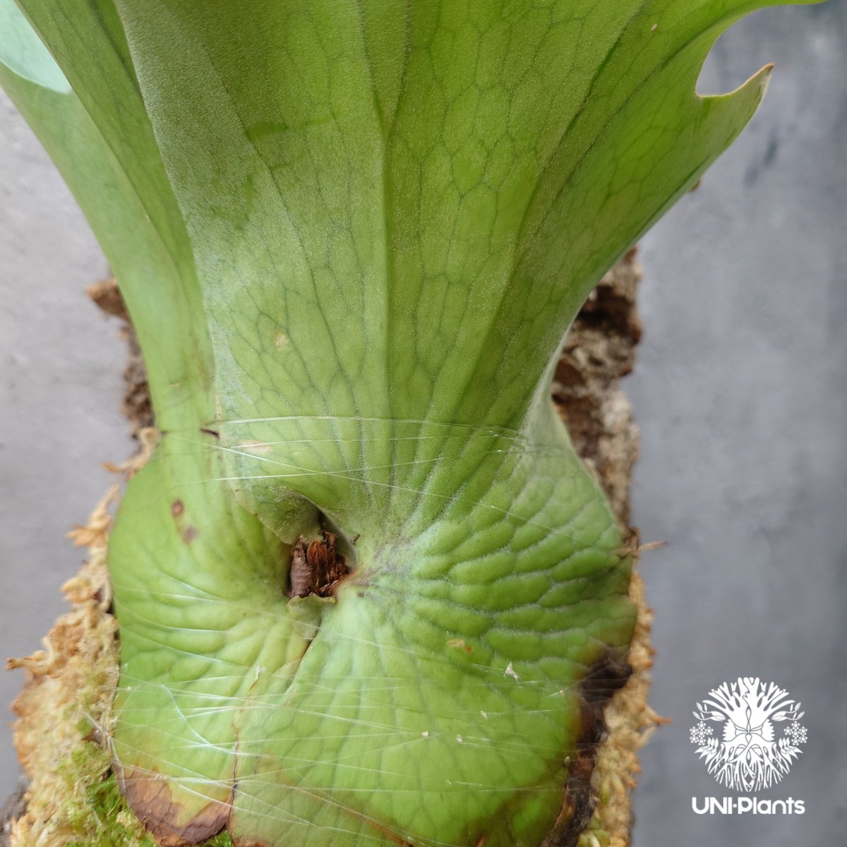 ビカクシダ ホルタミー Platycerium holttumii ビカクシダ原種 ビカクシダ ホルタミー Platycerium holttumii ビカクシダ原種