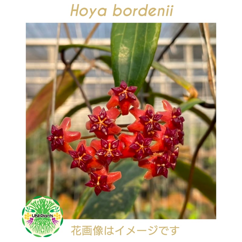 Hoya bordenii ホヤ ボルデニー 希少 ホヤ植物 ホヤの花 珍しい 希少な