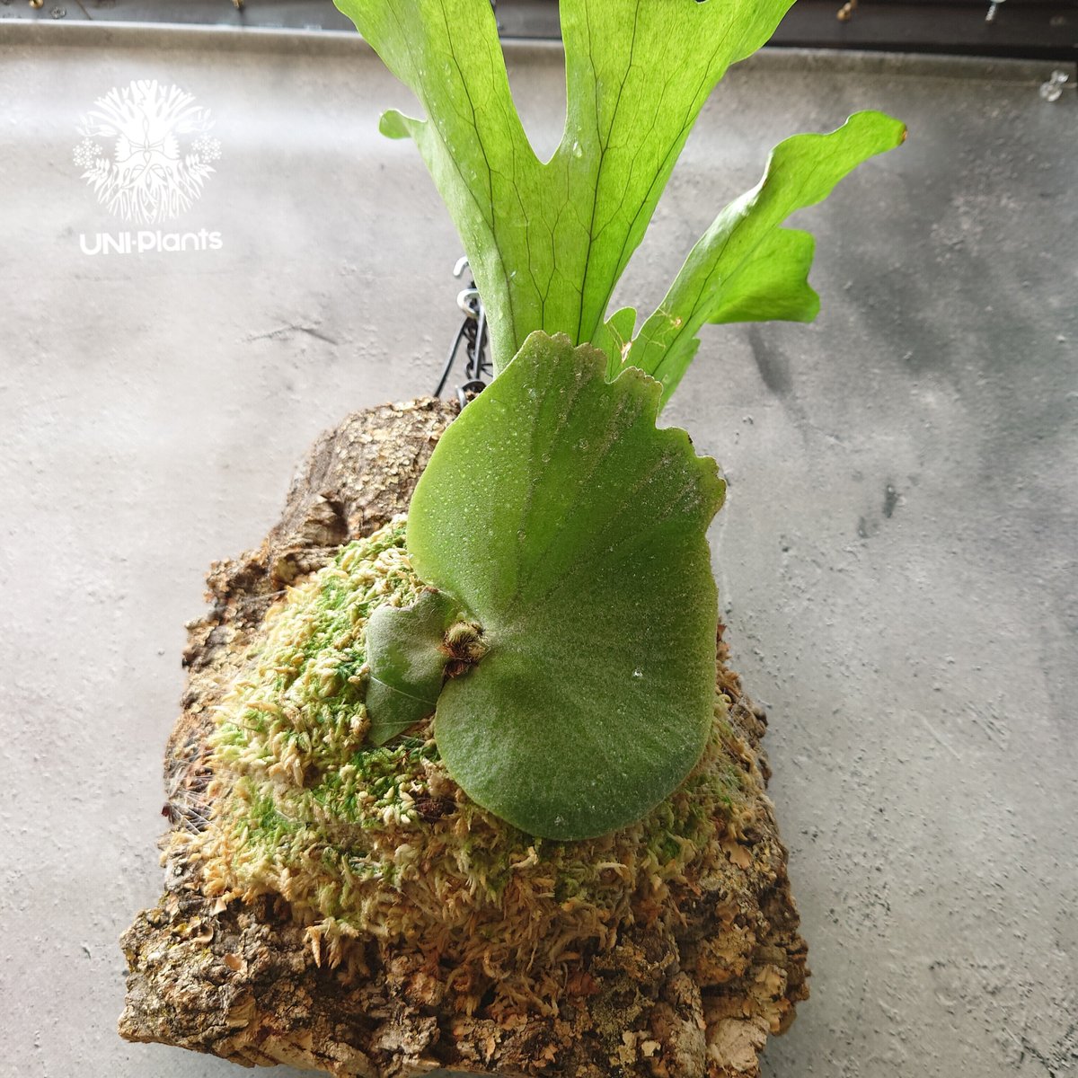 初入荷! ビカクシダ ワリチー Platycerium wallichii コウモリ