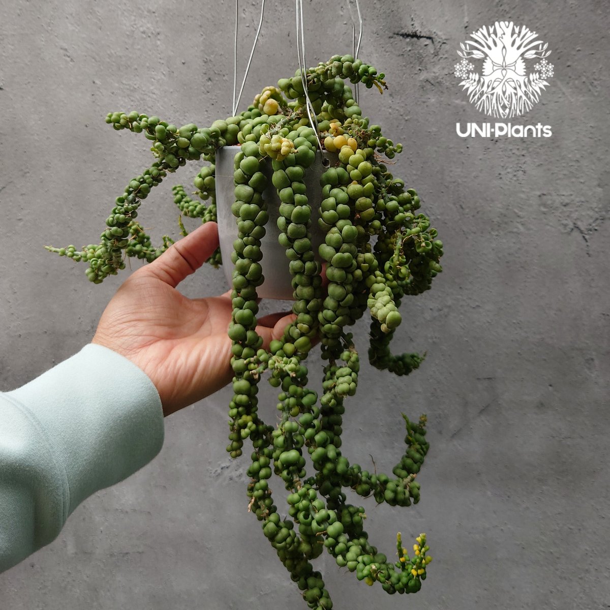 Dischidia nummularia Dragon jade ディスキディア ヌンムラリ