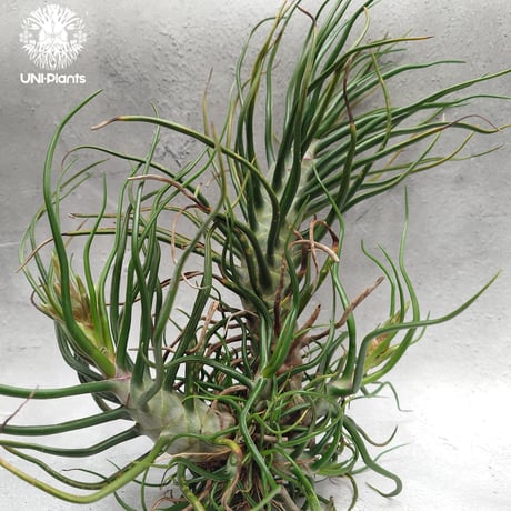 Tillandsia Bulbosa (L) チランジア・ブルボーサTillandsia  エアープランツ エアプランツ ティランジア