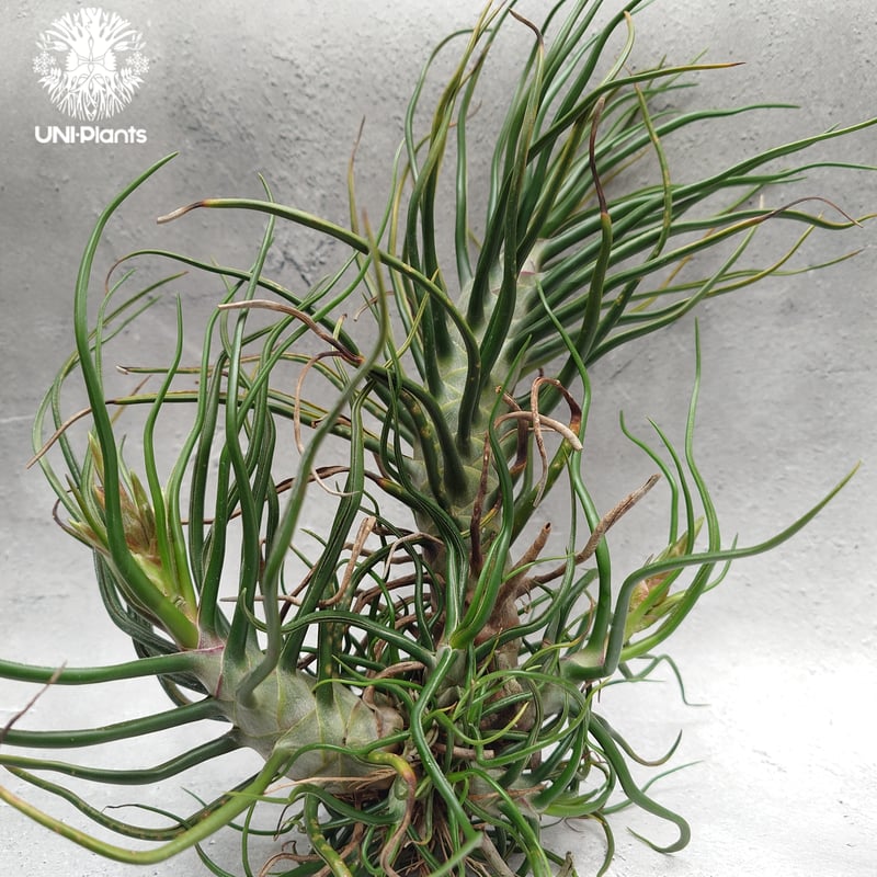 ブロメリア・エアープランツ tillandsia bulbosa 'redbull' true Tillandsia bulbosa ('Red Bull' ???) 普通のブルボーサの大群の中に