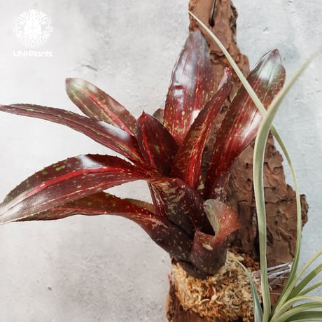 【タイ直輸入・国内着生アレンジ仕立て】Neoregelia Predatress ＋ Tillandsia　balbisiana | ネオレゲリア・プレダトレス＋ チランジア・バルビシアーナ