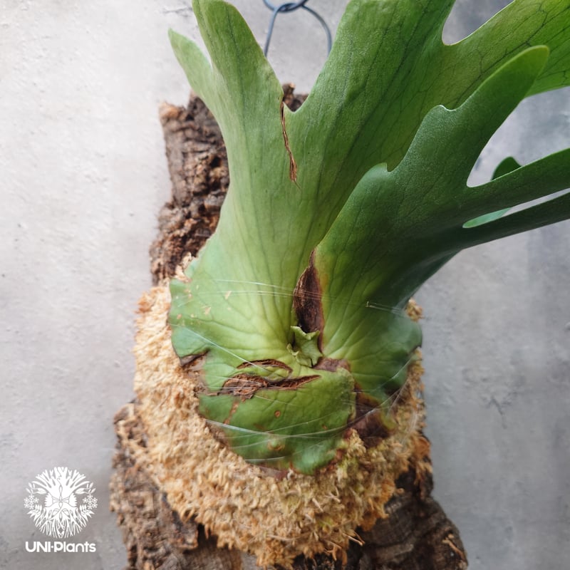 ビカクシダ　ホルタミー　Platycerium holttumii ビカクシダ ホルタミー Platycerium holttumii ビカクシダ原種