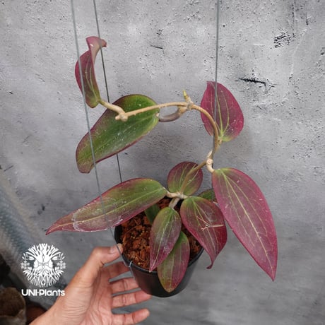 Hoya Potsii borneo red leaves ホヤ ポティシィ  ボルネオ ホヤ植物 ホヤの花 Hoya plants 希少 レア つる性植物