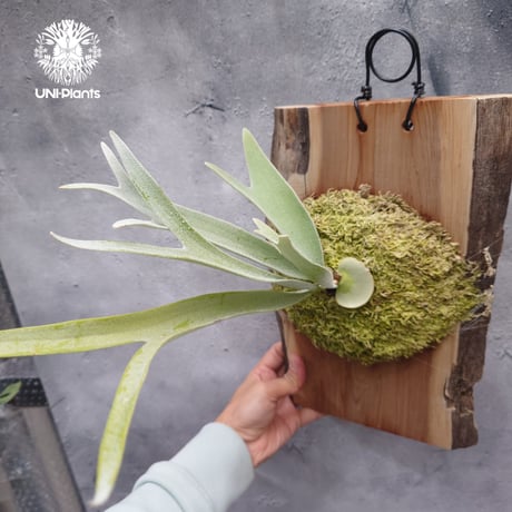 CATEGORY ビカクシダ(Platycerium) | UNI-Plants ビカクシダ、 CATEGORY ビカクシダ(Platycerium) | UNI-Plants ビカクシダ、