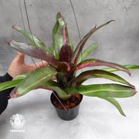 Neoregelia Predatress ネオレゲリア Neoregelia ブロメリア  Bromeliad ブロメリア科ネオレゲリア属