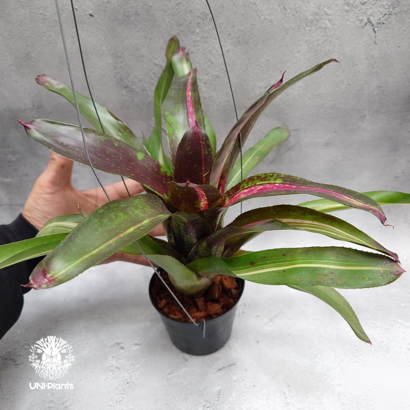 Neoregelia Predatress ネオレゲリア Neoregelia ブロメリア