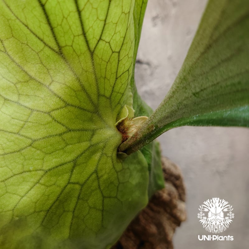 ビカクシダ ステマリア Platycerium stemaria コウモリラン