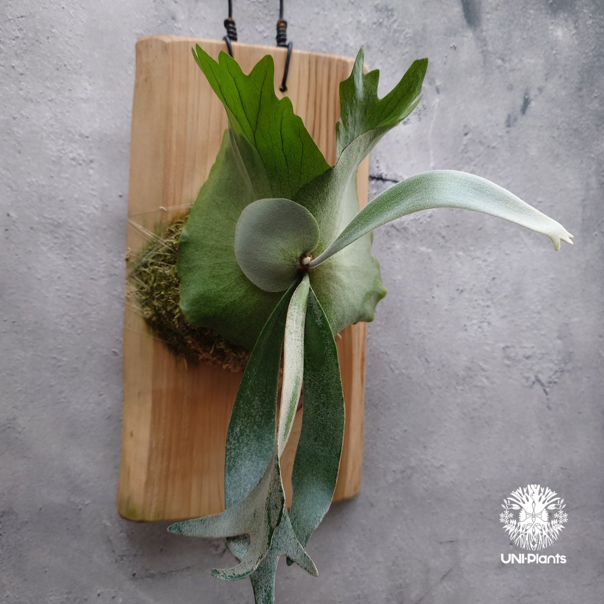 Platycerium willinckii 'W.A.Manda ビカクシダ ウィリンキー