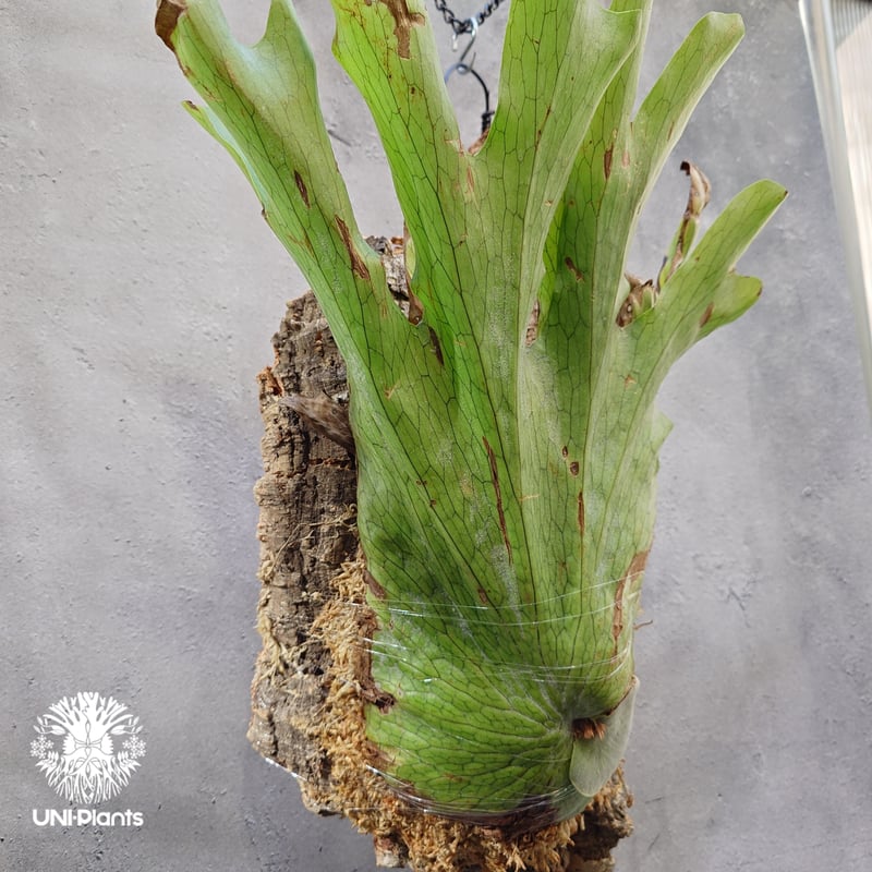 ビカクシダ・ワンダエ　大株 Platycerium wandae wild ビカクシダ ワンダエ ワイルド株