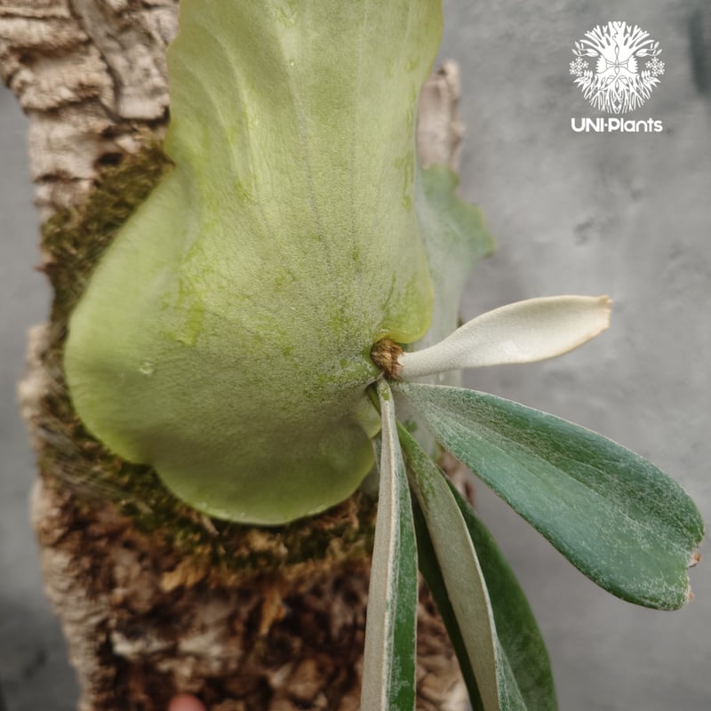 ビカクシダ ウィリンキーcv.インドネシア Platycerium willinckii cv