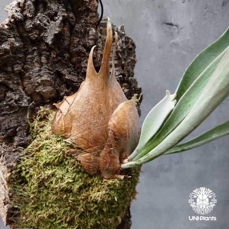 ビカクシダ ベイチー Platycerium veitchii コウモリラン ビカクシダ