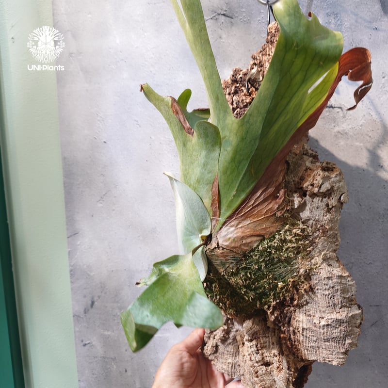タイ直輸入・現地選抜】Platycerium holttumii | ビカクシダ ホルタミー