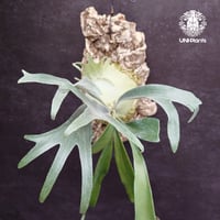 ビカクシダ　ウィリンキー　アプラス　板付 Yahoo!オークション -「aplus」(花、園芸) の落札相場・落札価格