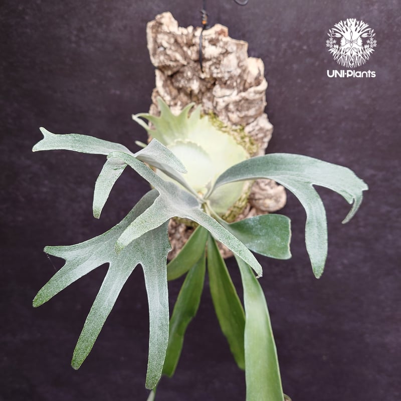 Platycerium Rydeen ビカクシダ ライディーン ビカクシダ Platyceri