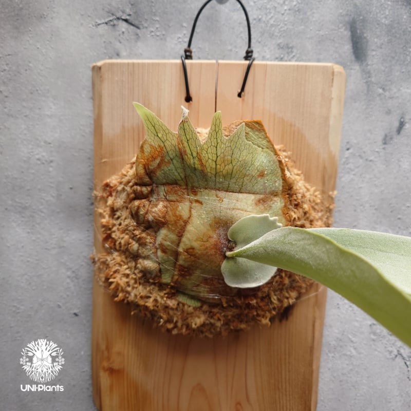 Platycerium pewchan compact ビカクシダ ピューチャン